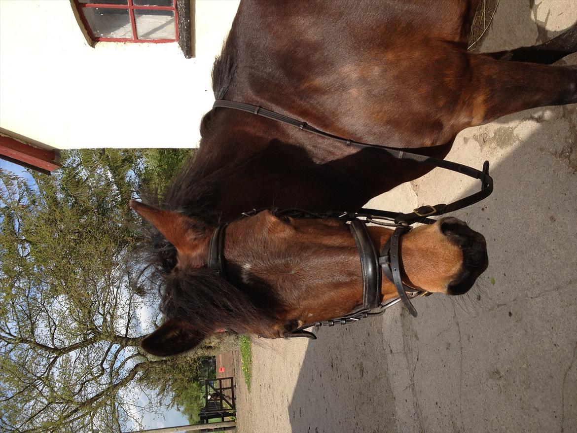 Anden særlig race Tøzen billede 15