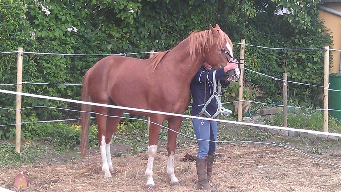 Anden særlig race Flamboyante Bijou billede 2