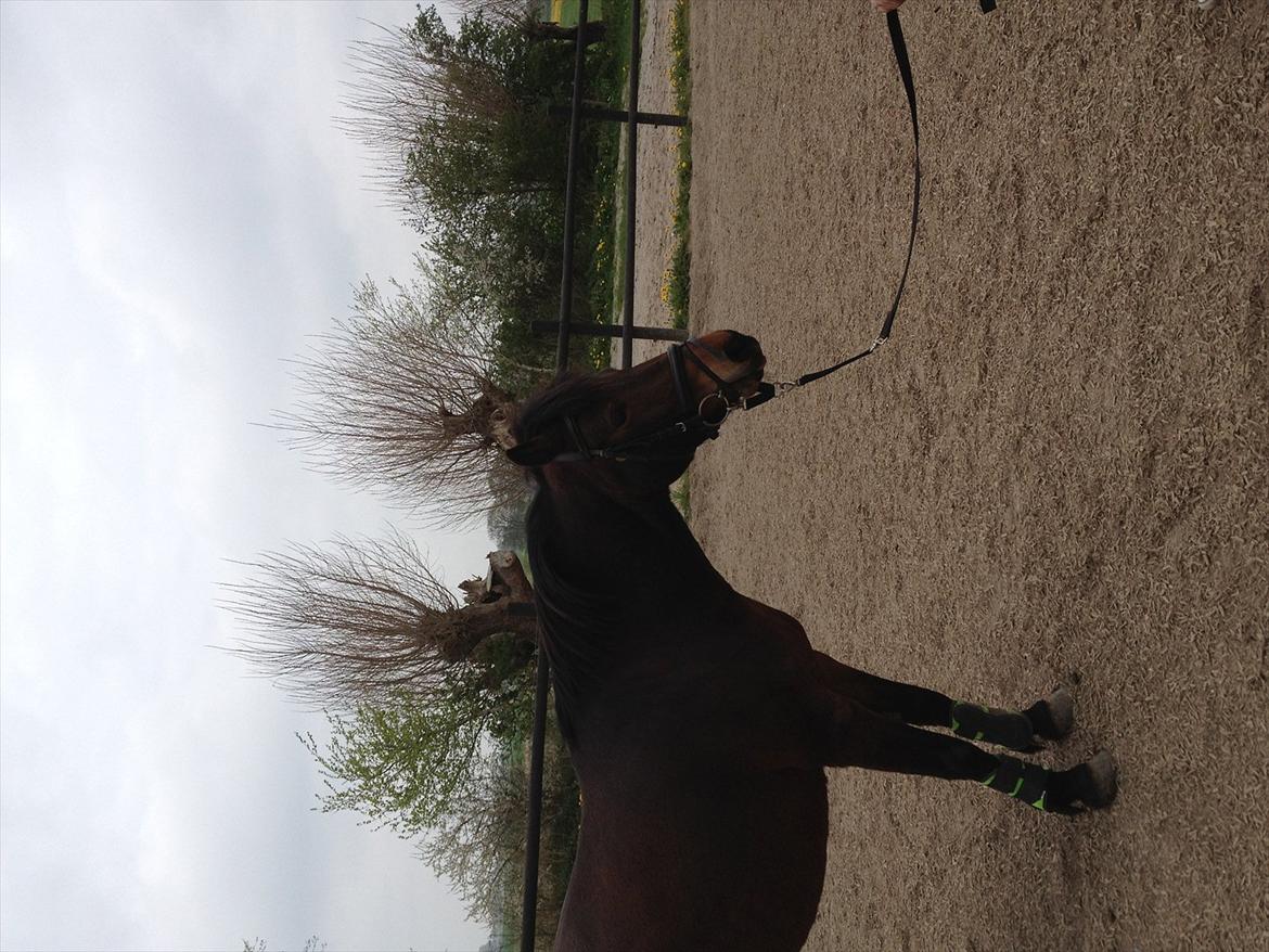 Anden særlig race Tøzen billede 16