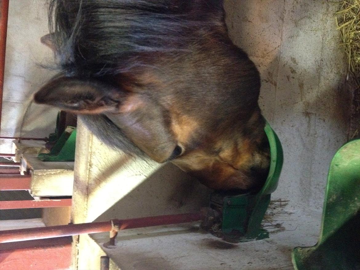 Anden særlig race Tøzen billede 18