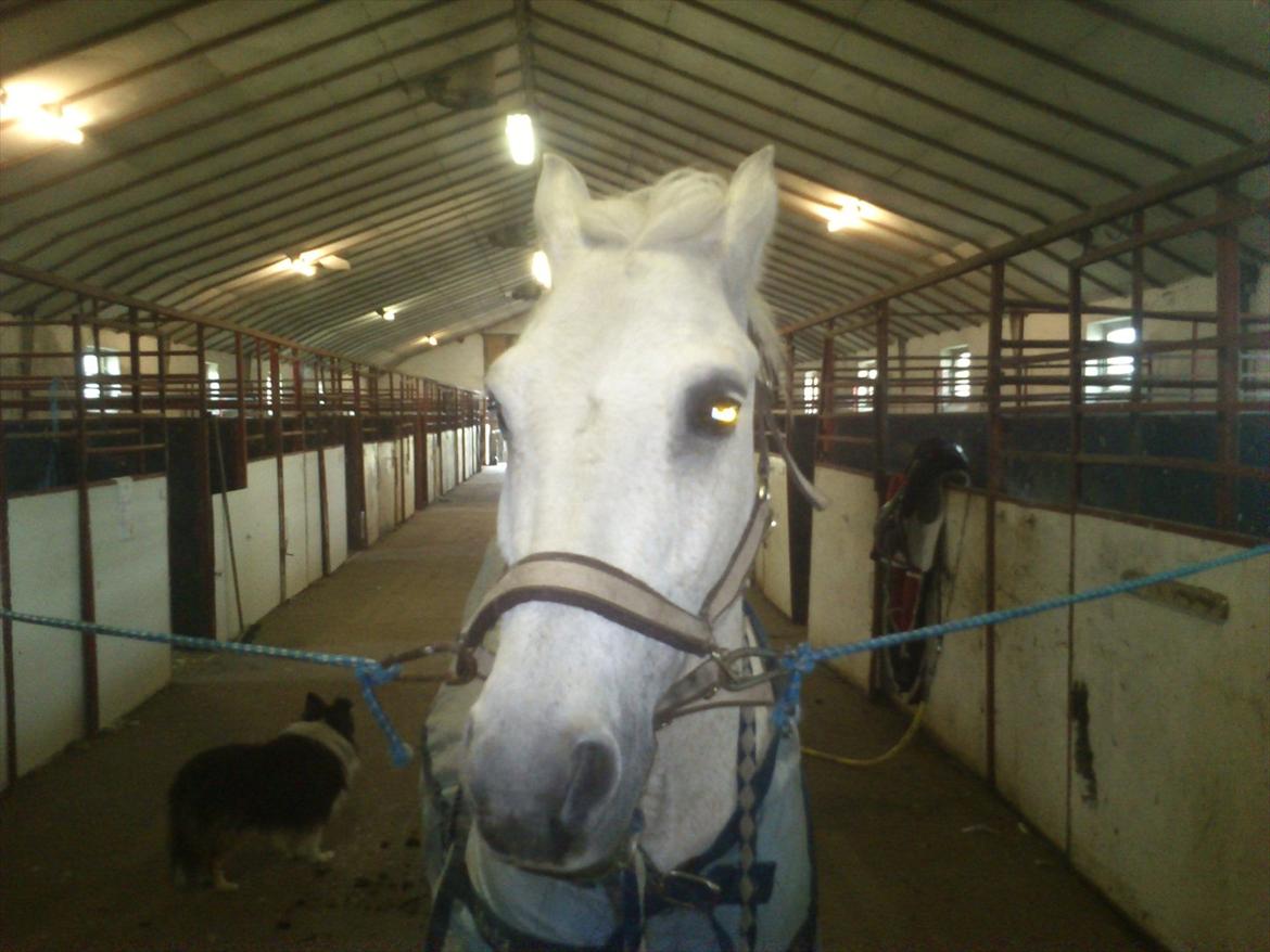 DSP Mascot-My soulmate<3 - Charme, selvtillid og lækkert hår !! 
Min basse har det hele som han viser her den 7/6-2012 billede 17