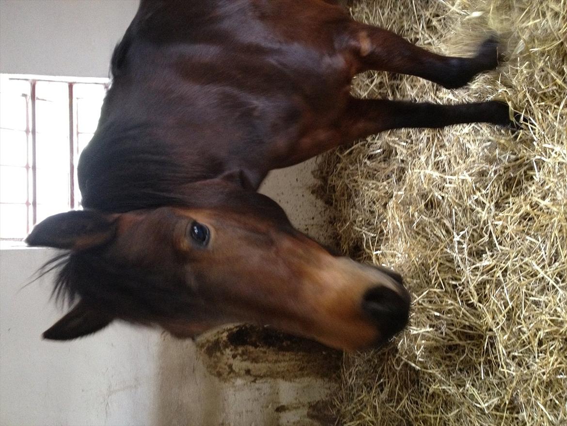 Anden særlig race Tøzen billede 19