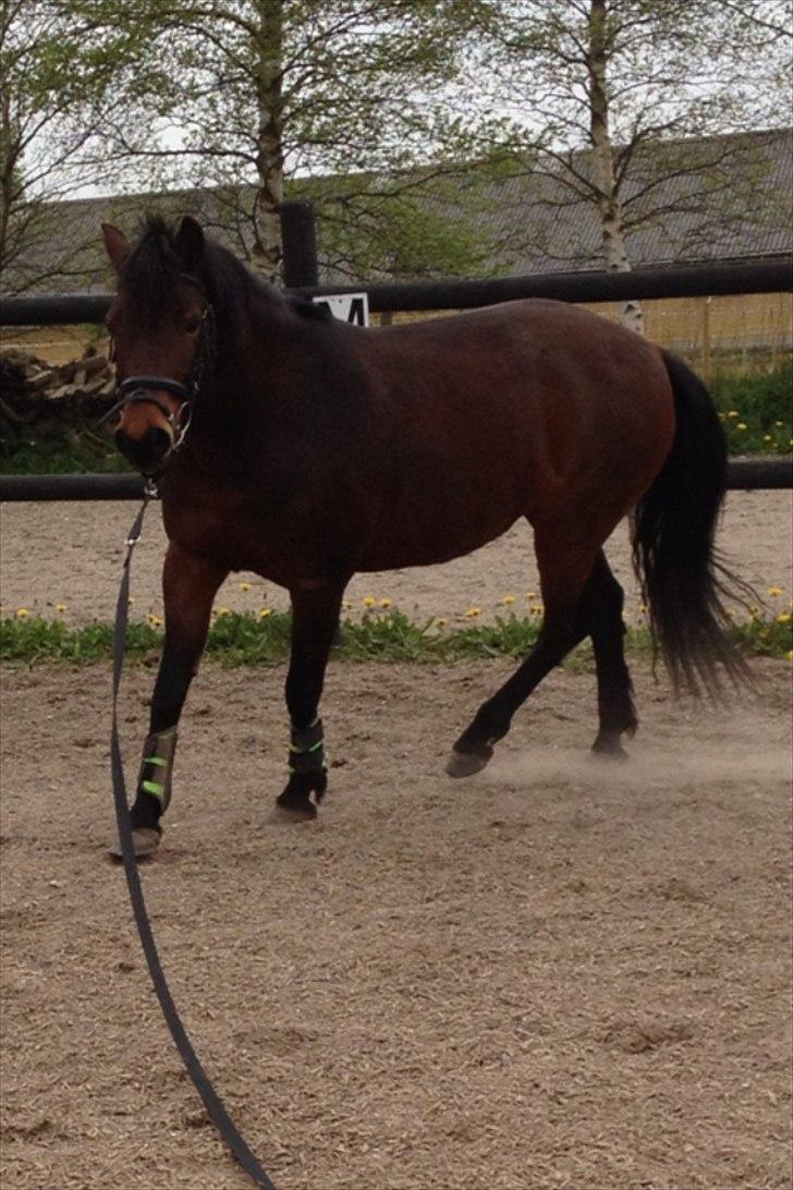 Anden særlig race Tøzen billede 20