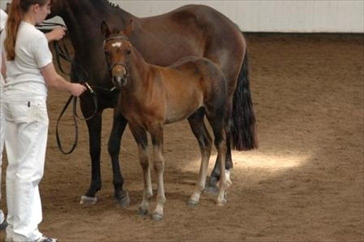 New Forest Bakkens Arjan billede 6