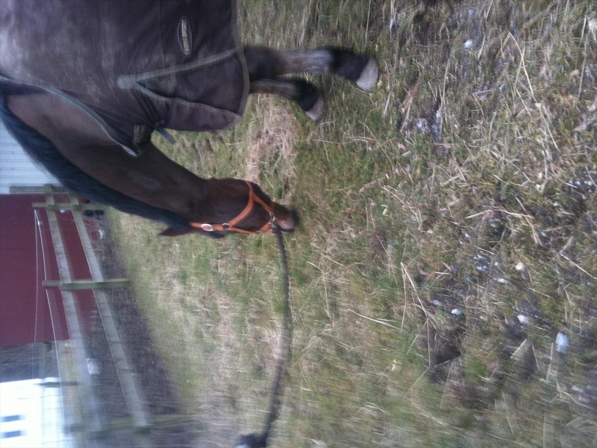 New Forest Yasper billede 16