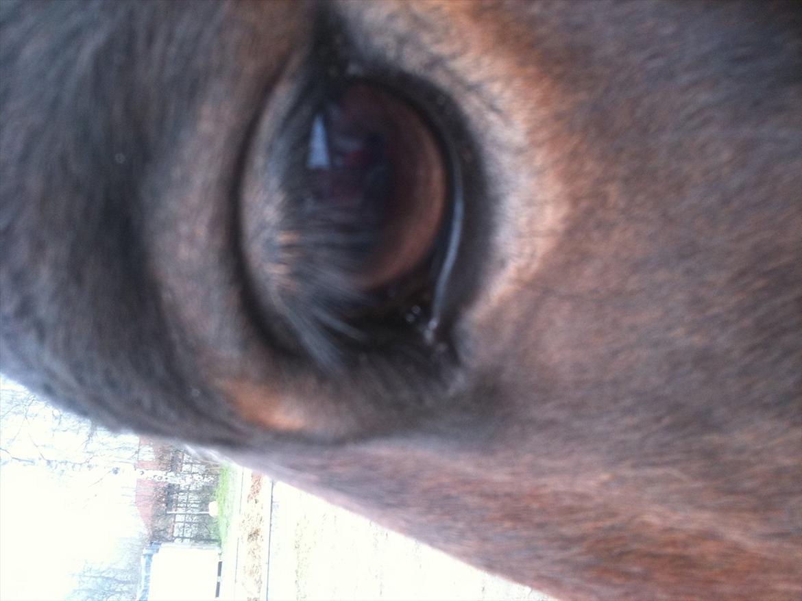 New Forest Yasper billede 17