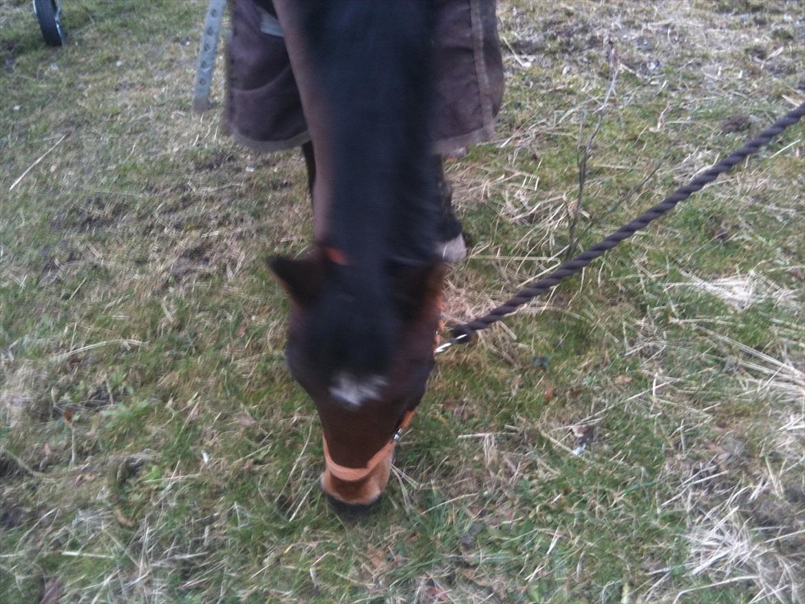 New Forest Yasper billede 18