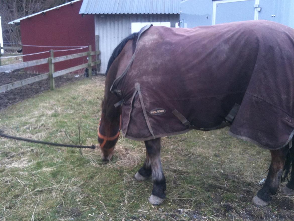 New Forest Yasper billede 19