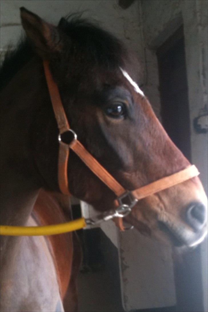 New Forest Yasper billede 20