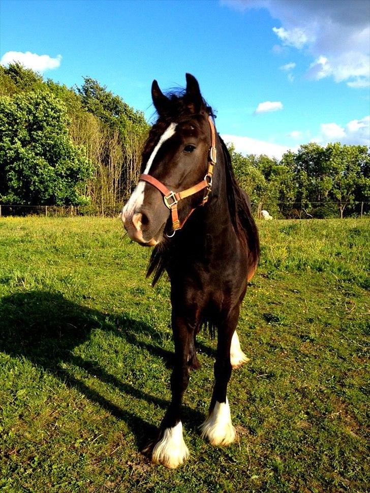 Irish Cob Storelykkes hus Mercedes billede 4