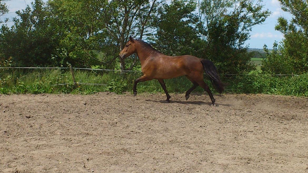 New Forest Bakkens Arjan - sommer 2012
 billede 2