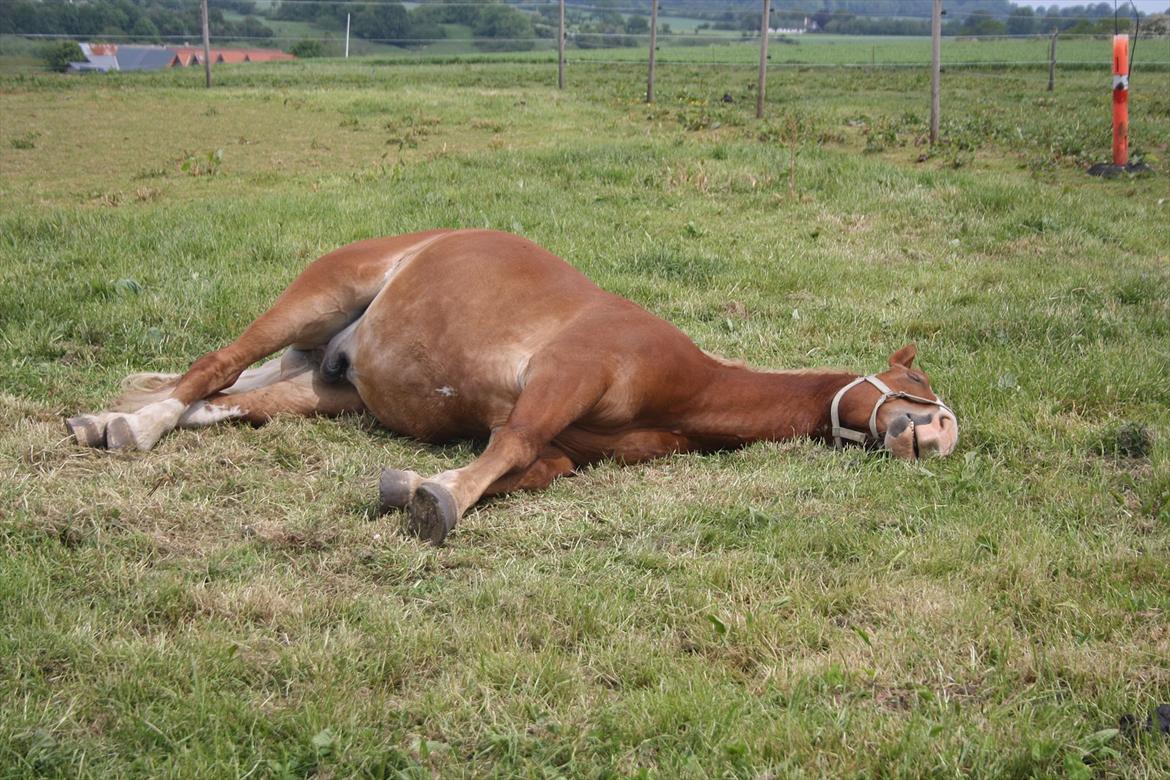 Frederiksborg Østervig frodo billede 8