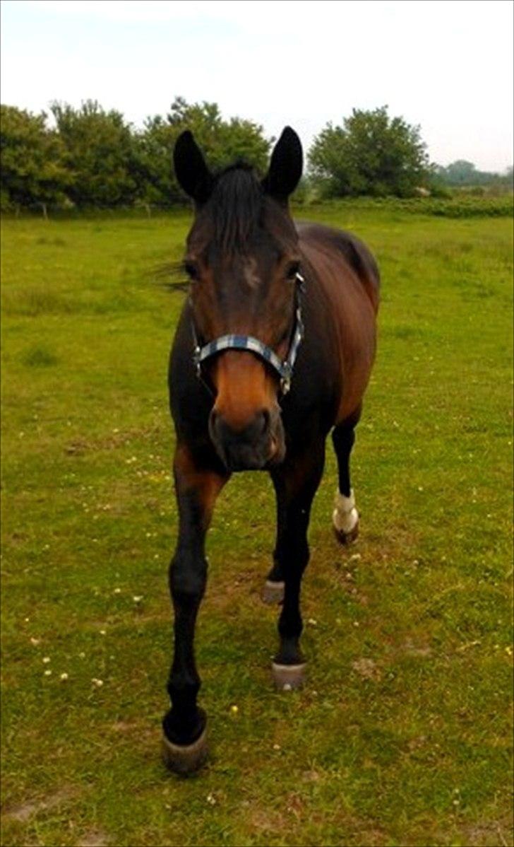 Dansk Varmblod Nygaards Michado - dav du billede 20
