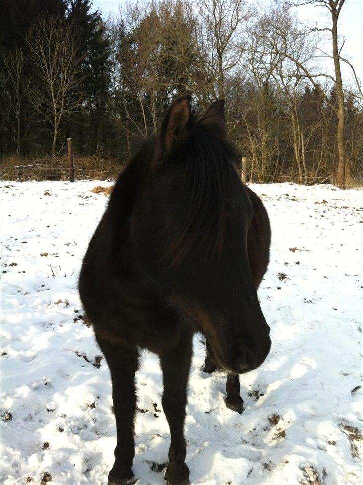 DSP Starhorse Fatima billede 6