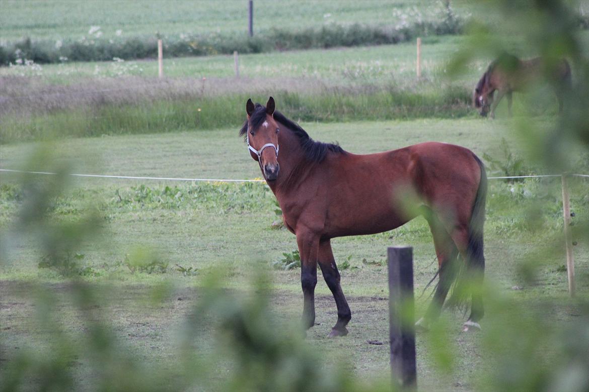 Dansk Varmblod Largo billede 13