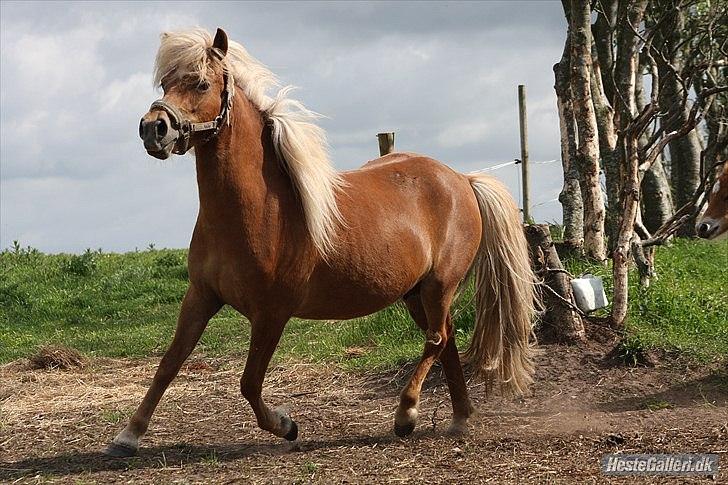 Anden særlig race Isabella billede 1