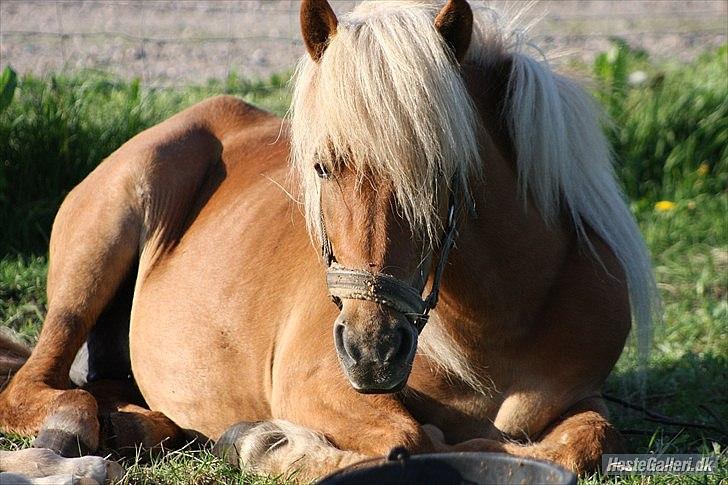 Anden særlig race Isabella billede 2