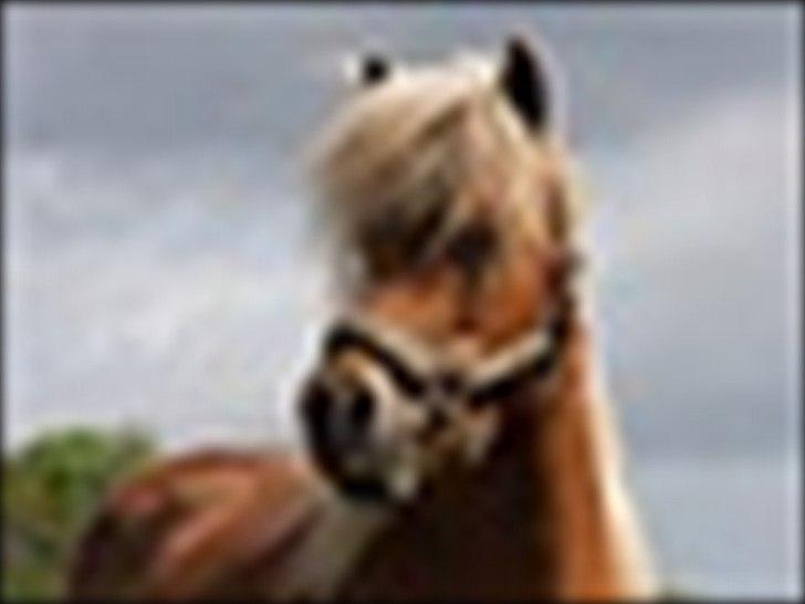 Anden særlig race Isabella billede 3