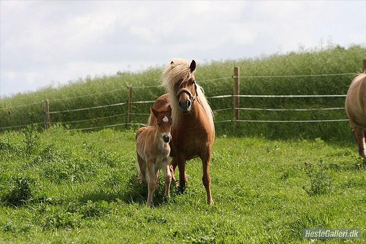 Anden særlig race Isabella billede 4