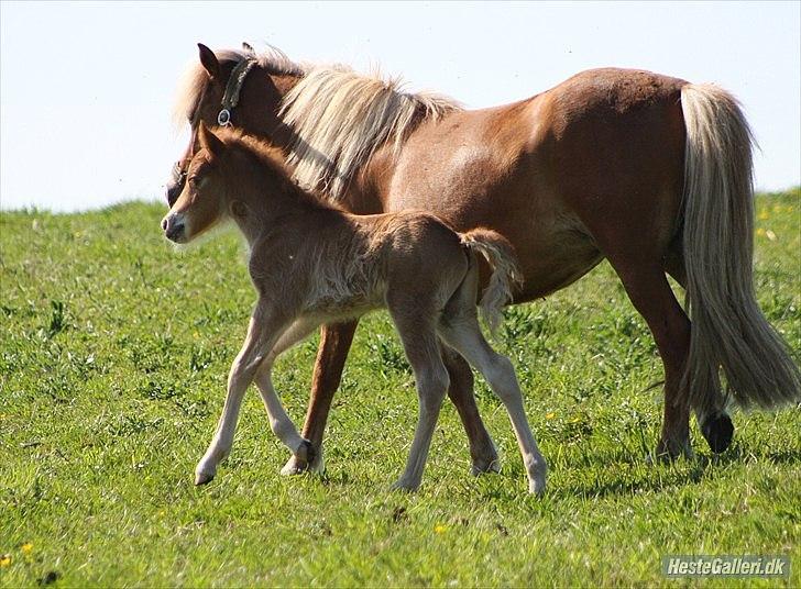 Anden særlig race Isabella billede 5