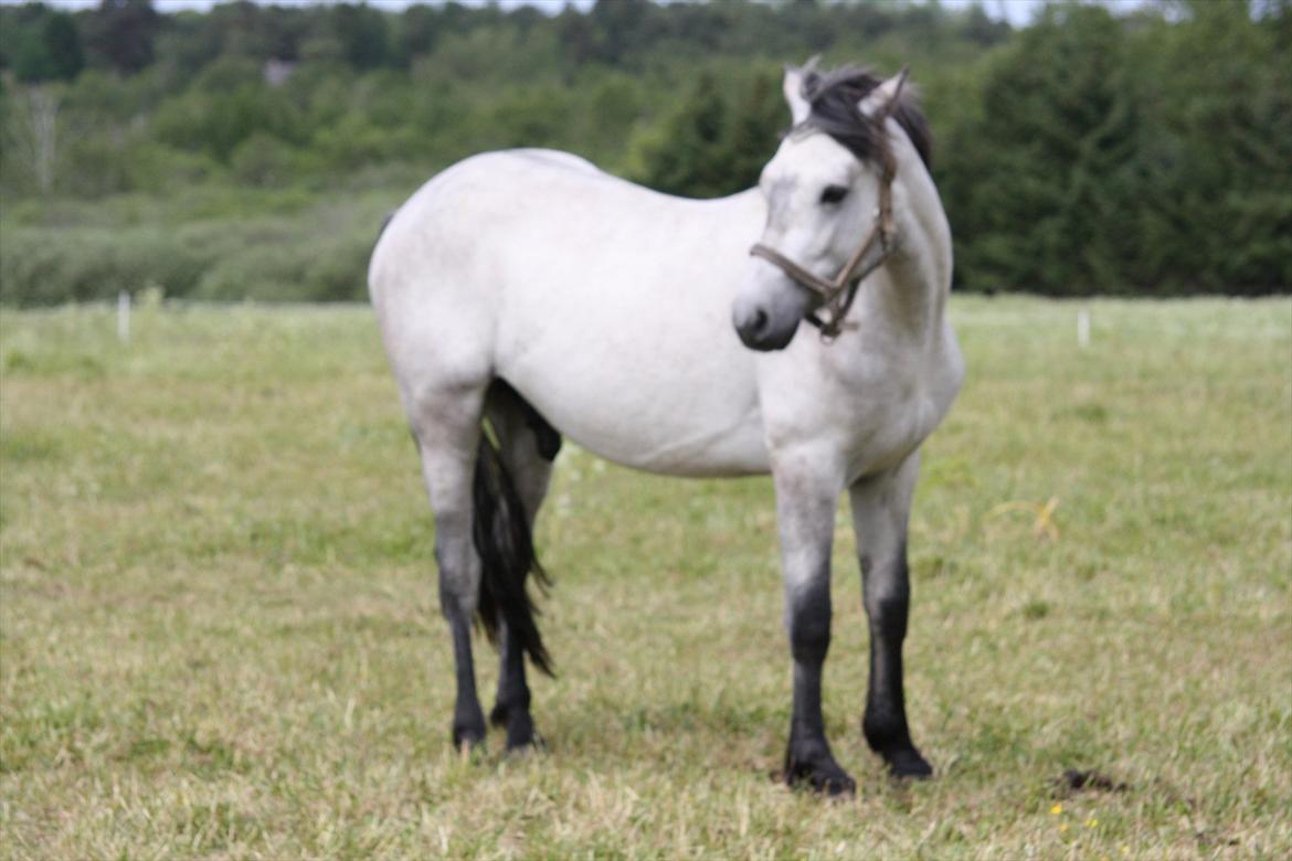 Connemara <3Asasara Hugin<3 billede 10