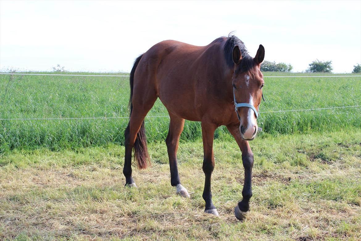 Dansk Varmblod Painters-Barong (Holger) billede 4