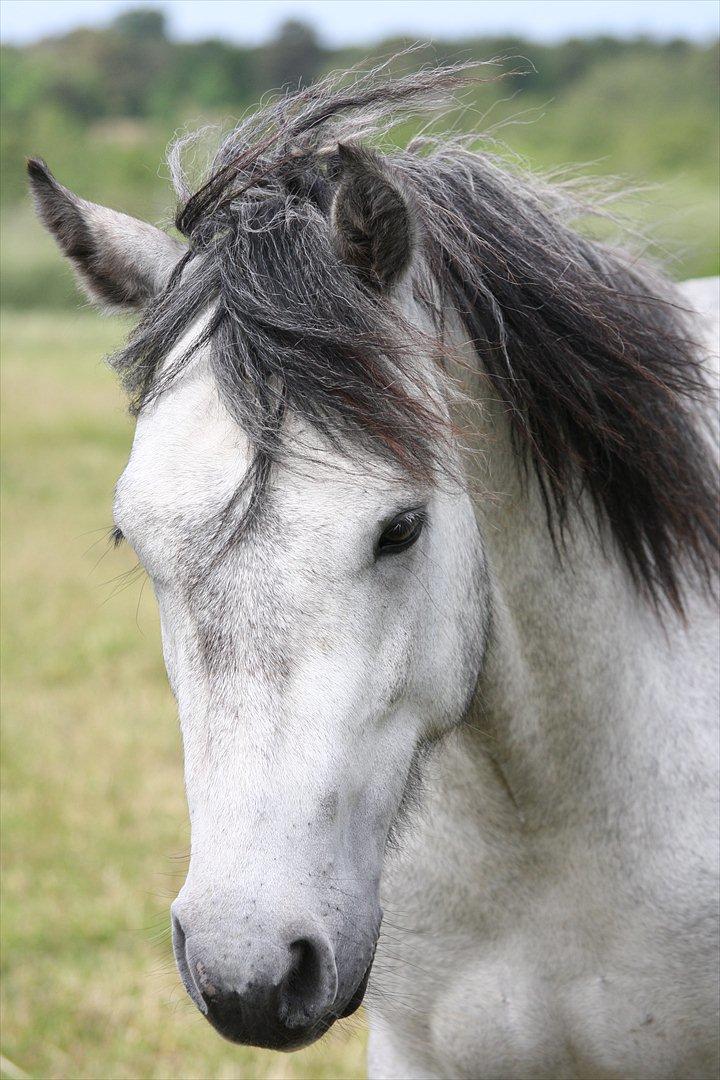 Connemara <3Asasara Hugin<3 billede 11