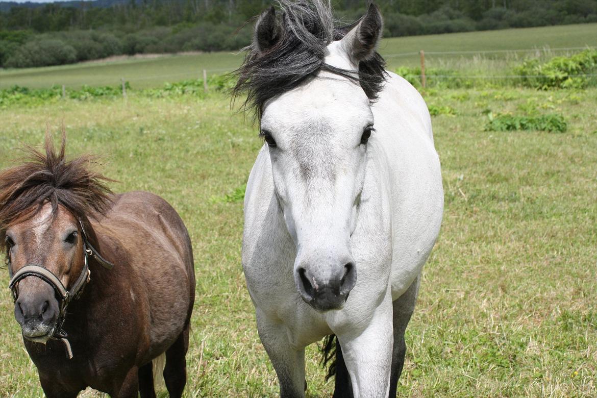 Connemara <3Asasara Hugin<3 billede 12