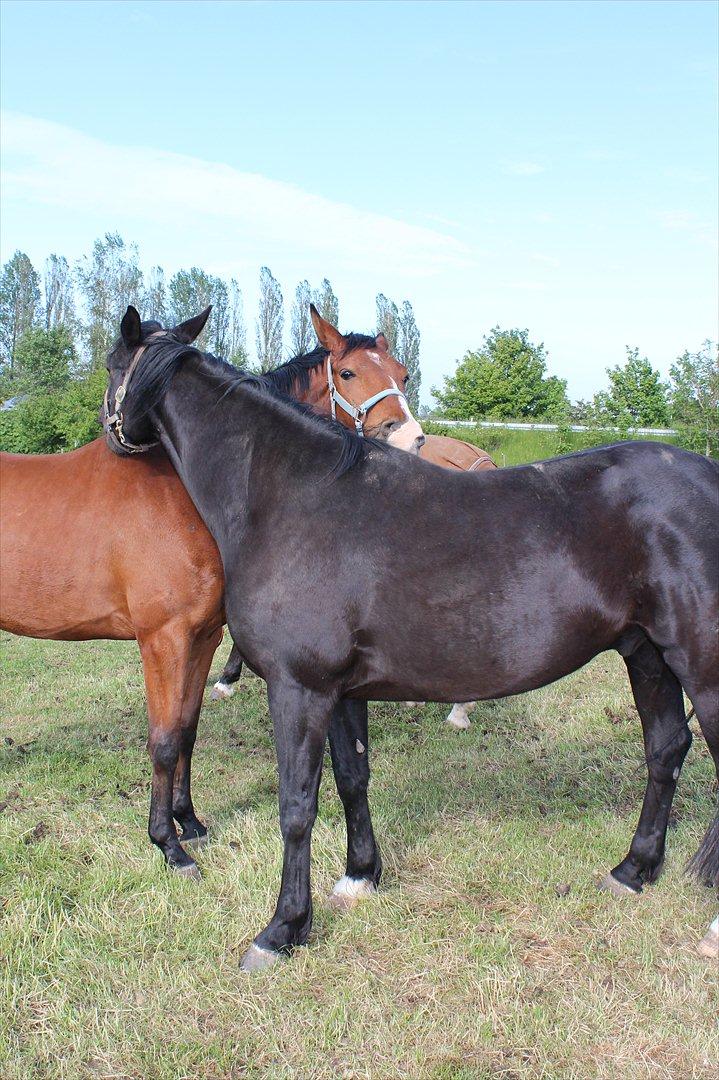Dansk Varmblod Painters-Barong (Holger) - Så skal der nusses billede 5
