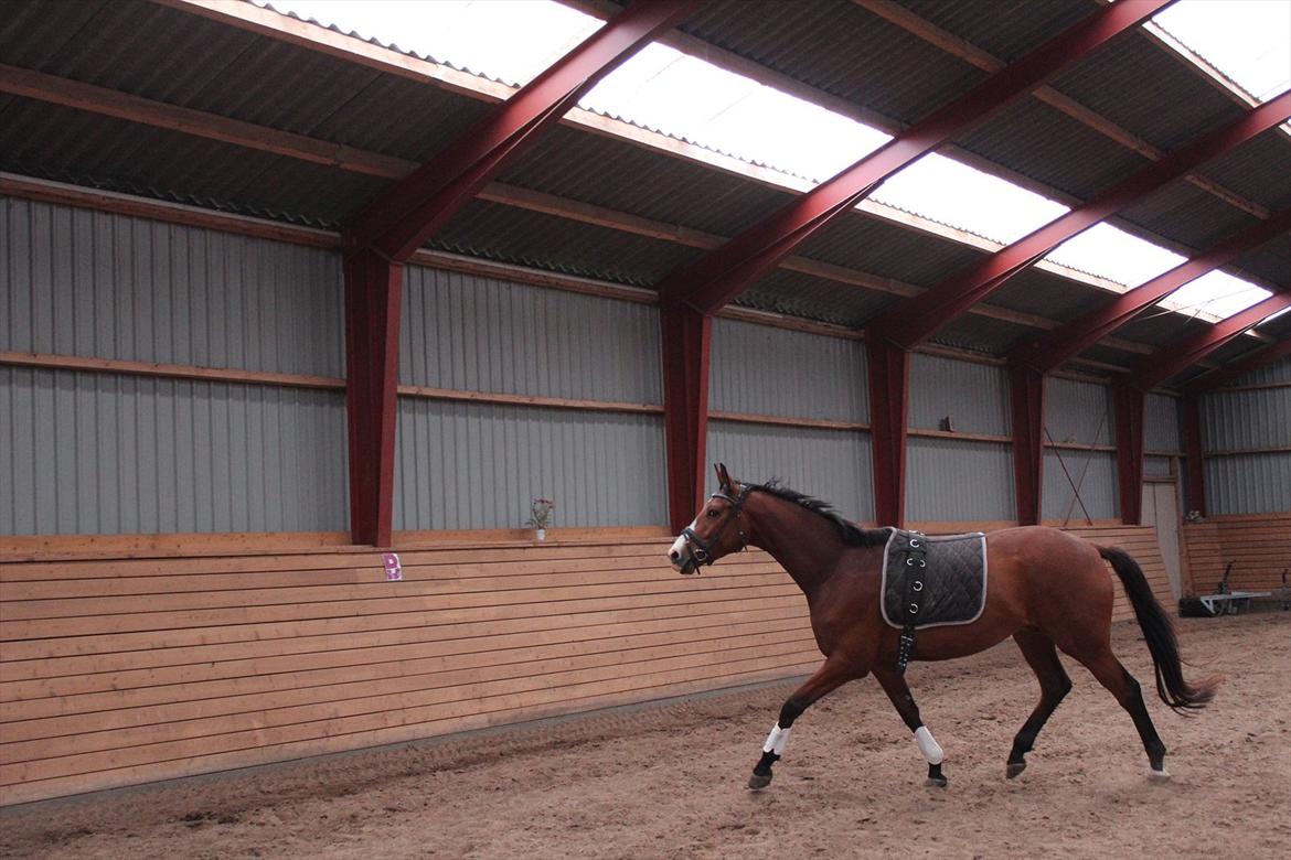 Dansk Varmblod Painters-Barong (Holger) billede 6