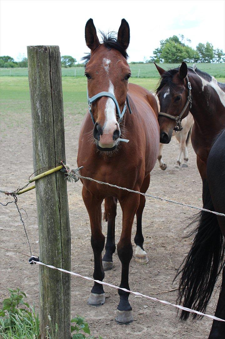 Dansk Varmblod Painters-Barong (Holger) billede 1