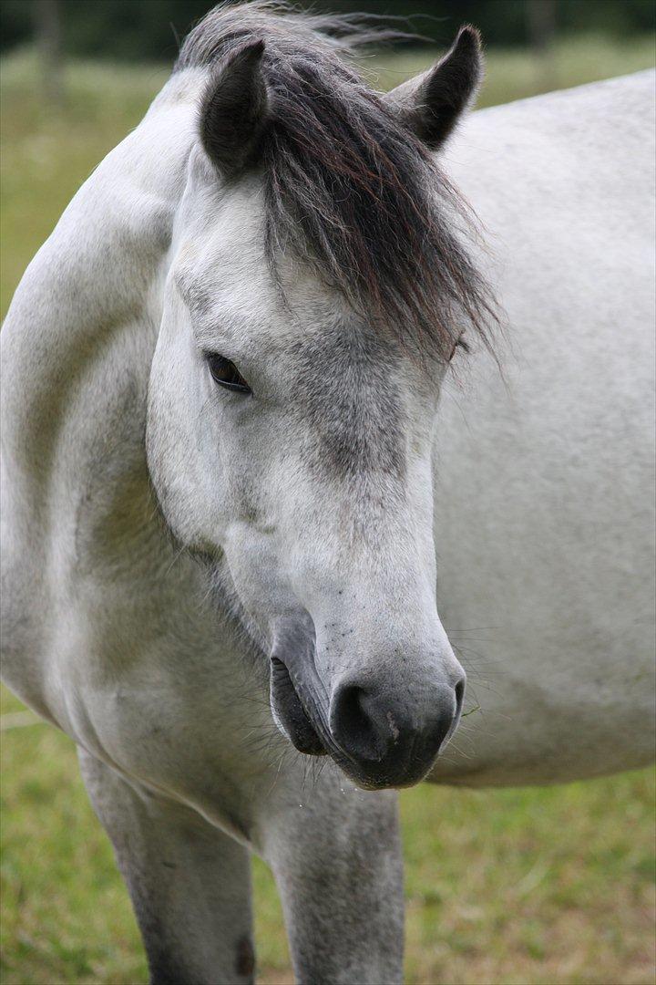 Connemara <3Asasara Hugin<3 billede 13