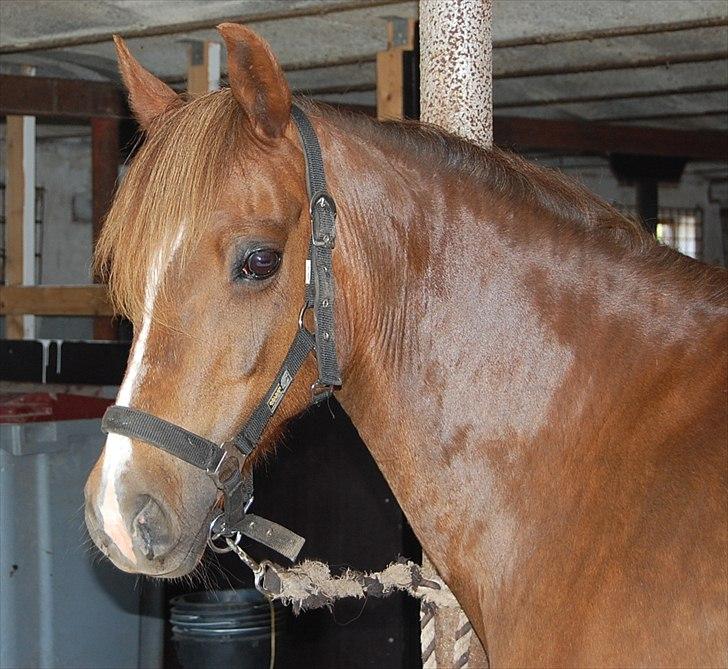 Welsh Pony (sec B) Keilkær Zerlina R.I.P. - 26 maj 2012 billede 38