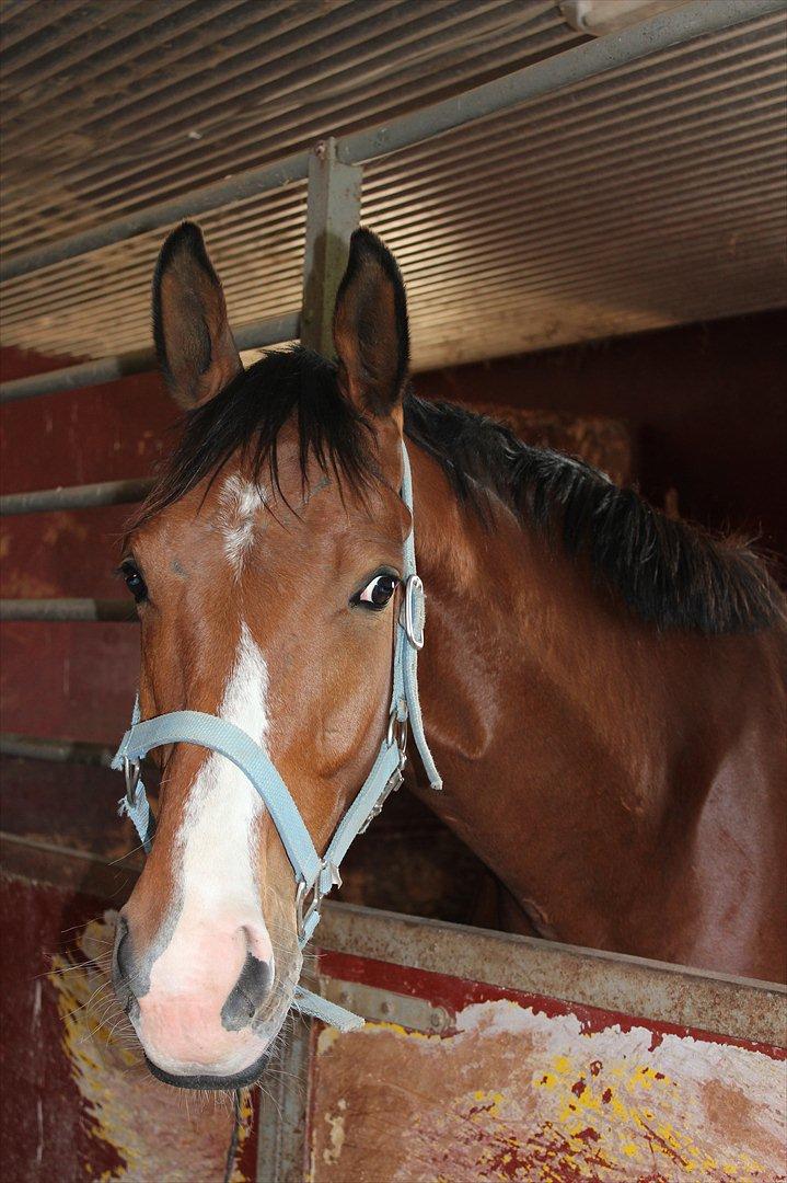 Dansk Varmblod Painters-Barong (Holger) billede 7