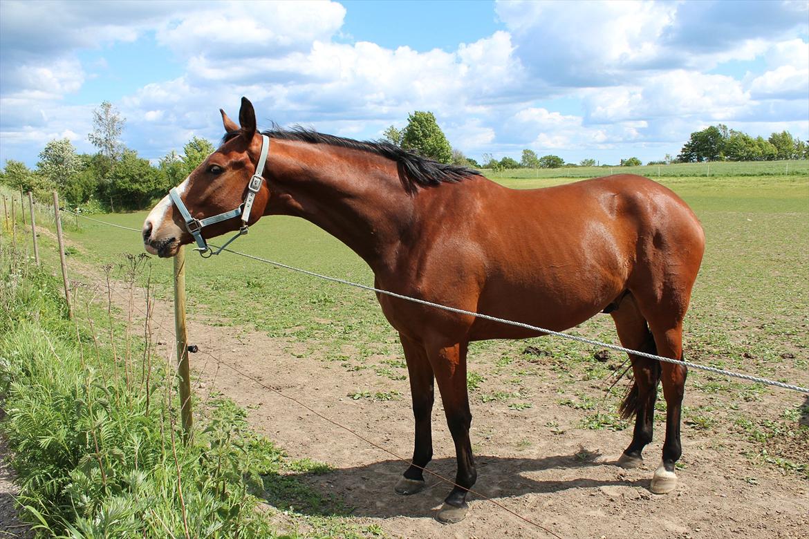 Dansk Varmblod Painters-Barong (Holger) billede 8