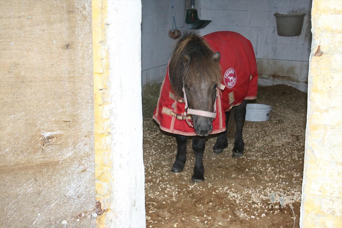 Shetlænder Alfa billede 11