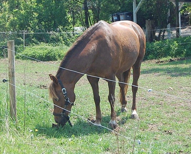 Welsh Pony (sec B) Keilkær Zerlina R.I.P. - 26 maj 2012 billede 36