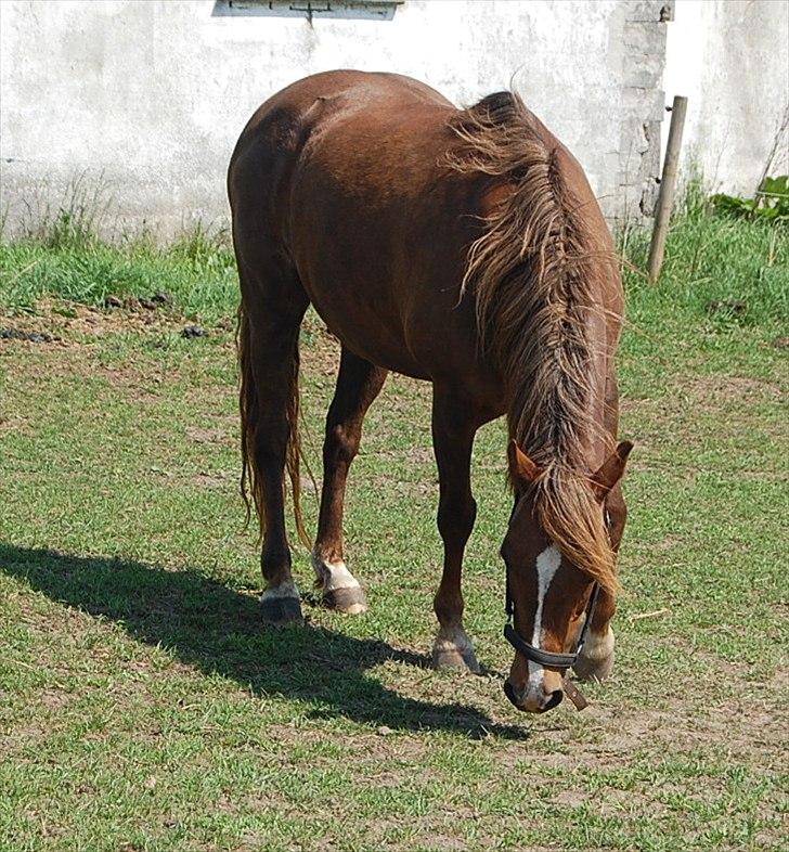 Welsh Pony (sec B) Keilkær Zerlina R.I.P. - 26 maj 2012 billede 37