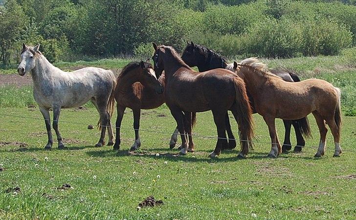 Welsh Pony (sec B) Keilkær Zerlina R.I.P. - 26 maj 2012 billede 39