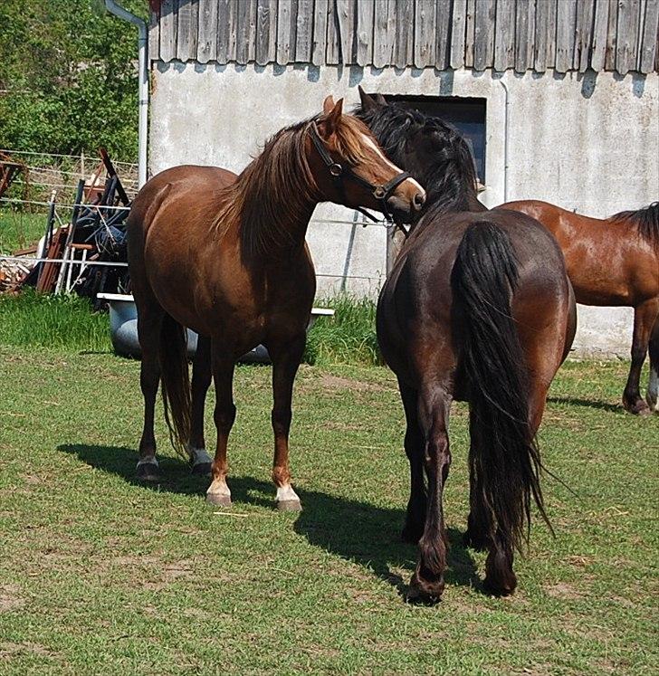 Welsh Pony (sec B) Keilkær Zerlina R.I.P. - 26 maj 2012 billede 40