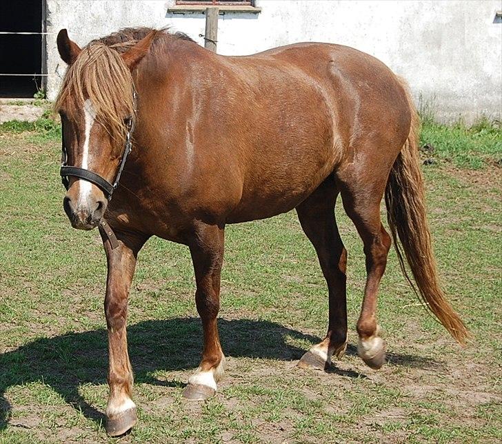 Welsh Pony (sec B) Keilkær Zerlina R.I.P. - 26 maj 2012 billede 41