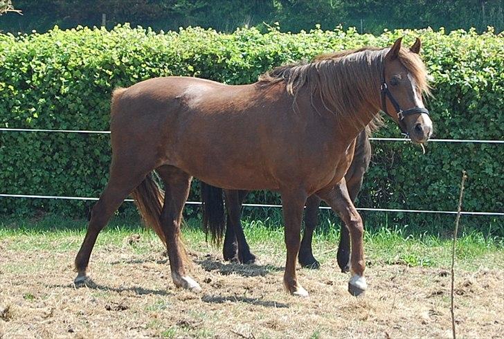 Welsh Pony (sec B) Keilkær Zerlina R.I.P. - 26 maj 2012 billede 42