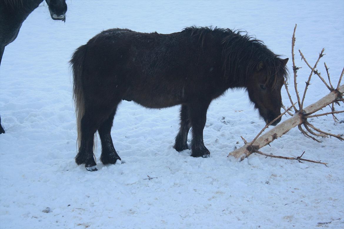 Shetlænder Alfa billede 12