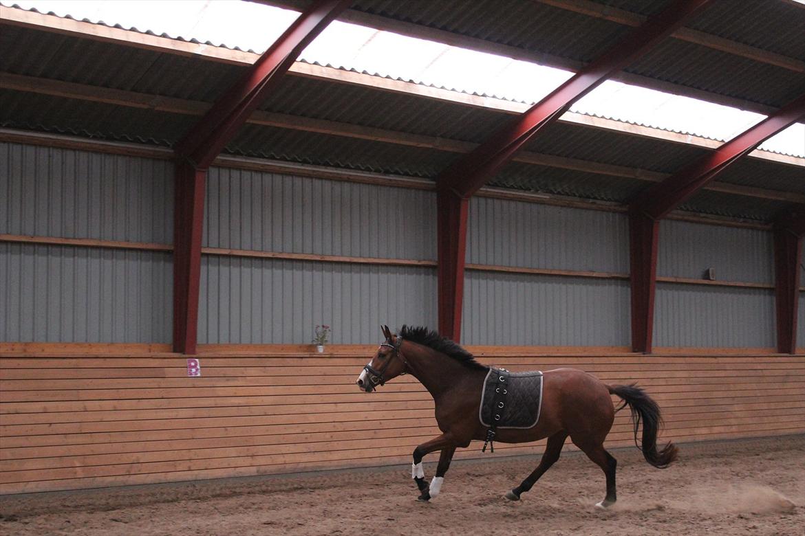 Dansk Varmblod Painters-Barong (Holger) billede 9