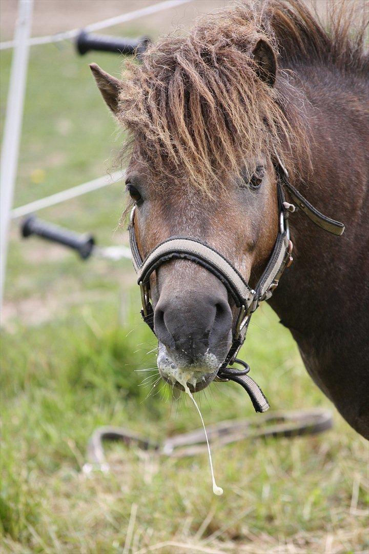 Shetlænder Alfa billede 13