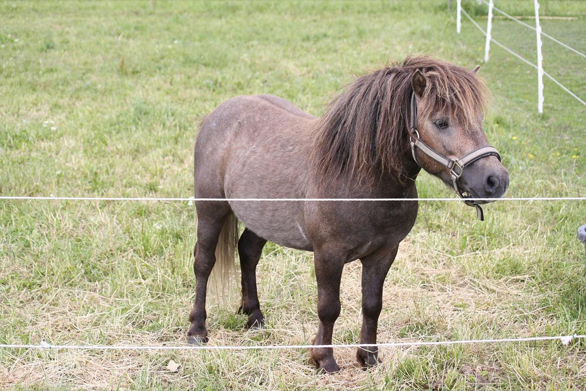 Shetlænder Alfa billede 14