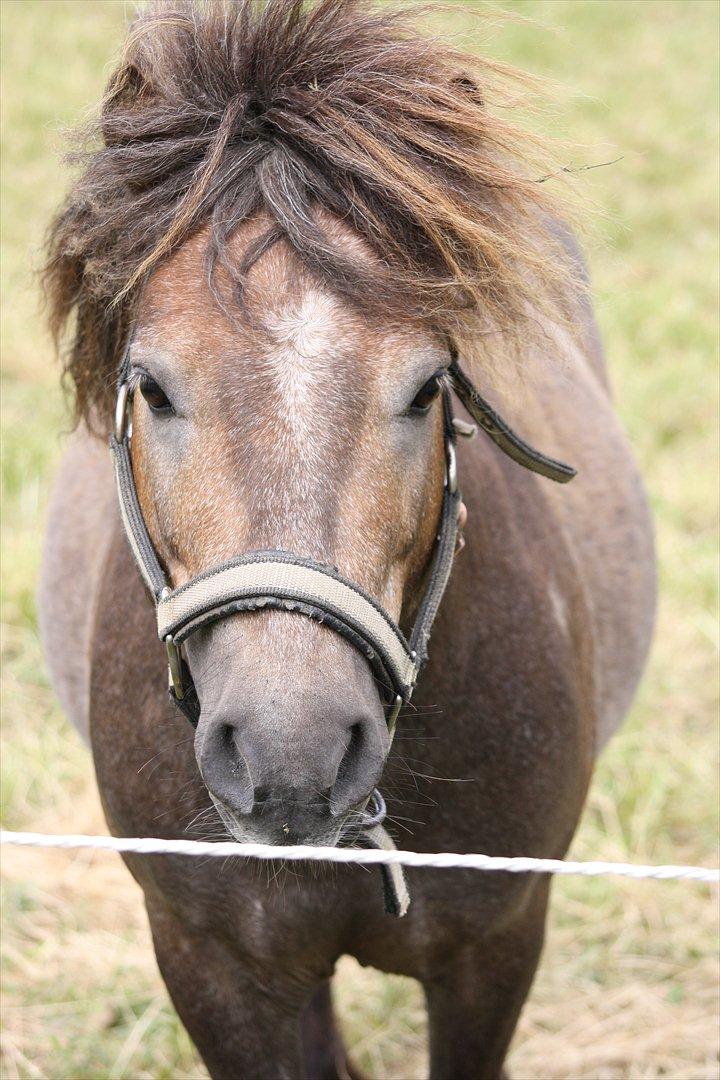 Shetlænder Alfa billede 15