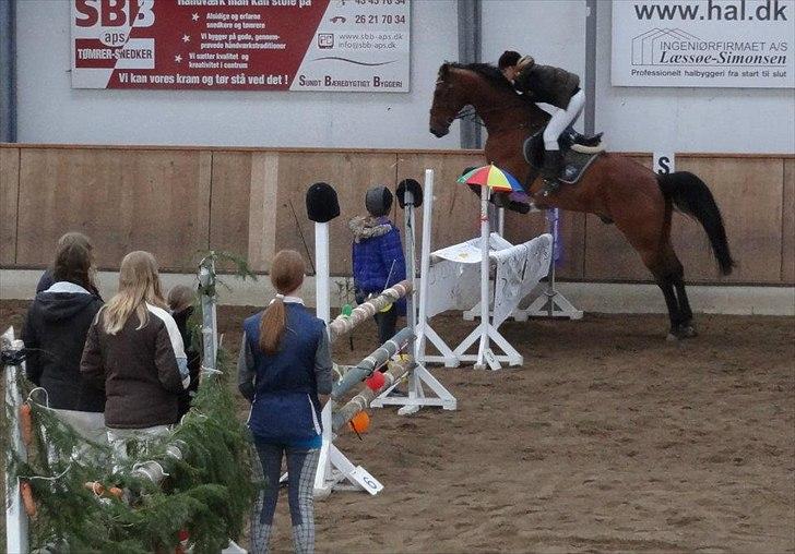 Tysk Oldenburger Landini billede 10