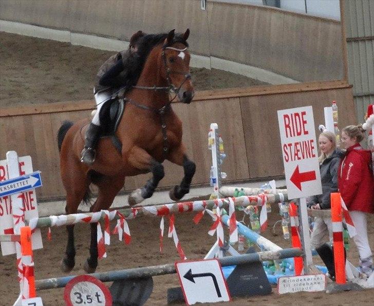 Tysk Oldenburger Landini billede 12