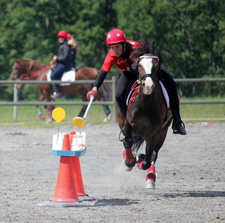 Norsk Sportspony Flying Amy billede 20